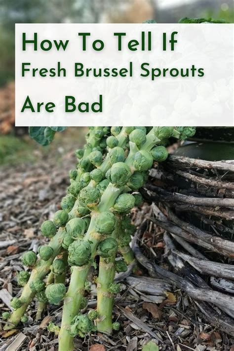 How To Tell If Brussel Sprouts Are Bad | Brussel sprouts, Freezing ...