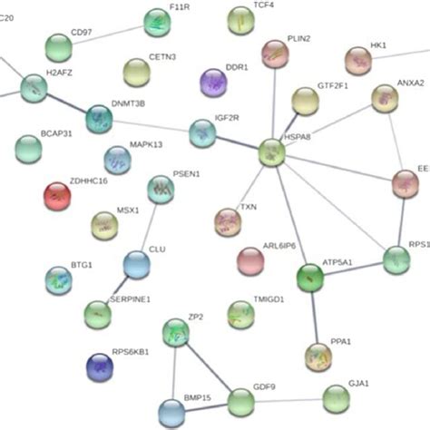 Protein Protein Interactions Ppi Network Of Genes Evaluated In