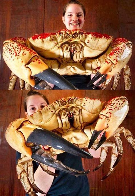 04 Tasmanian Giant Crab Pseudocarcinus Gigas Giant Animals Crab