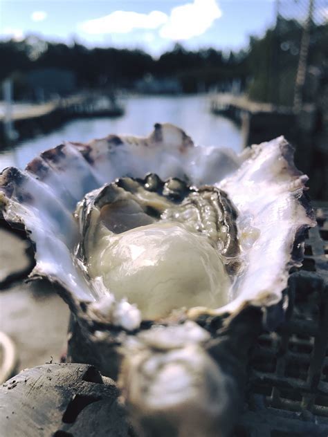 A world of oysters: protecting their future - Sydney Environment Institute