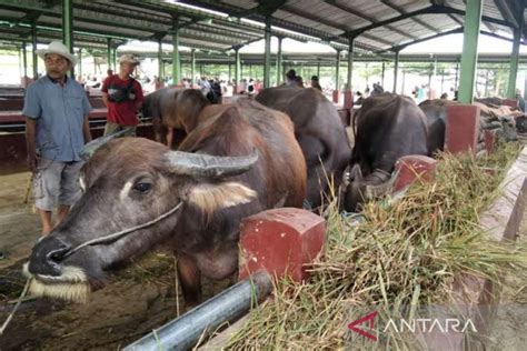 Pemkab Kudus Tutup Dua Pasar Hewan Antisipasi Penyebaran PMK ANTARA News