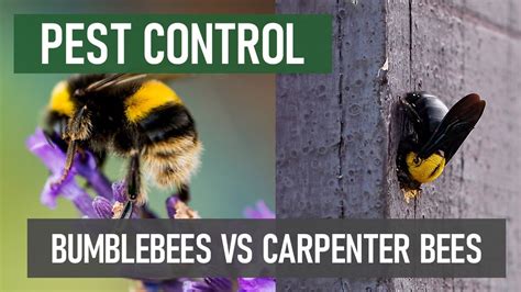 Bumblebees Vs Carpenter Bees Whats The Difference Youtube