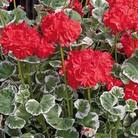 Geranium Grandeur Wilhelm Langguth Geraniums Busy Bee Garden Centre