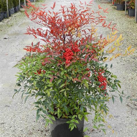 Compacta Nandina Dallas Stone Supply And Wholesale Nursery Outdoor Warehouse Supply