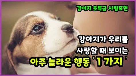 강아지가 주인을 사랑할 때 하는 놀라운 행동│주인과 7시간만에 재회하고 기쁨의 눈물을 흘리는 강아지 【우는 강아지│강아지 사랑