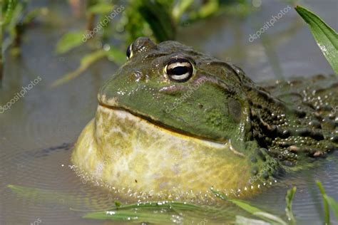 African giant bullfrog — Stock Photo © EcoPic #4761917