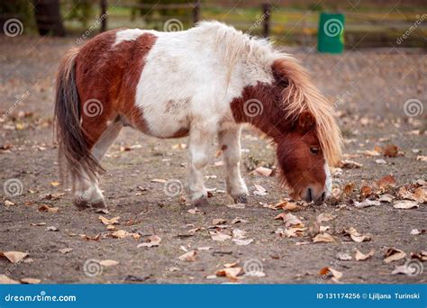 Portrait of Pony Miniature Horse on a Farm Stock Photo - Image of cute, equestrian: 131174256