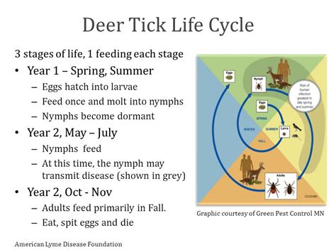 Deer Tick Life Cycle - ChristyBrunke.com