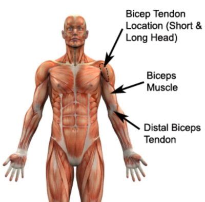 Long Head of Biceps Anatomy - PhysioAdvisor