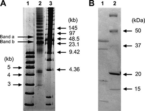 A Pfge Analysis Of Viral Genomic Dnas Isolated From Induced Ism Vlps