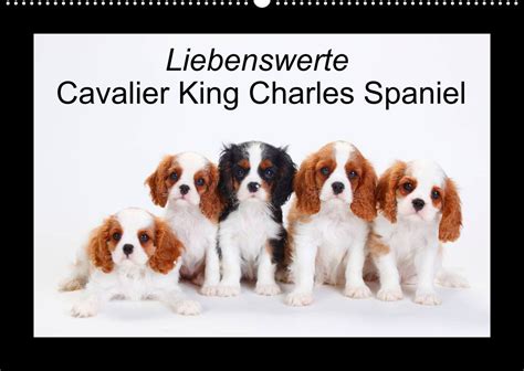 Liebenswerte Cavalier King Charles Spaniel Wandkalender Din A