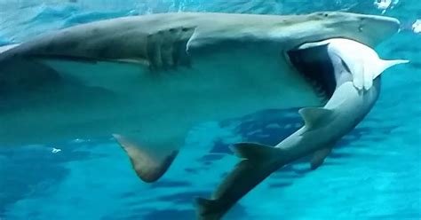 Watch the horrifying moment a shark EATS another shark at South Korean