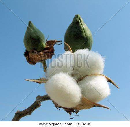 Cotton Plant Image & Photo (Free Trial) | Bigstock