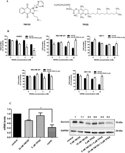 Antiproliferative Effect Of Ym Alone And In Combination With Tpgs In