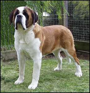 » Сенбернар — собаки спасатели