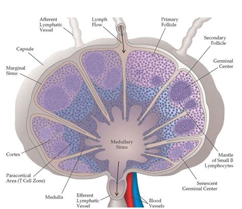 All About Lymph Node Follicles Lymph Nodes Basic Anatomy And