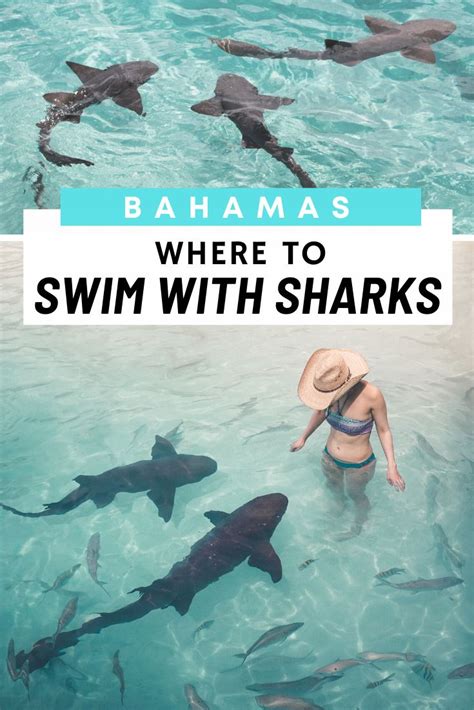 Swimming With Sharks In The Bahamas At Compass Cay