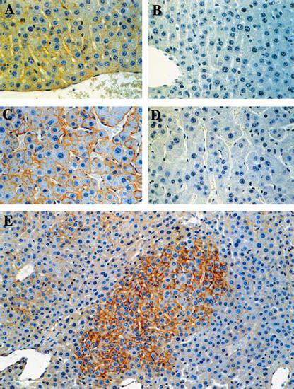 Immunohistochemical Analysis Of Catenin Expression In B6c3f1 Mouse Download Scientific Diagram