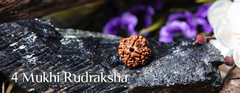 Four Mukhi Rudraksha Everything You Need To Know