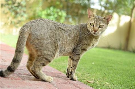 Arabian Mau Cat Breed Information And Pictures Petguide Cat Breeds