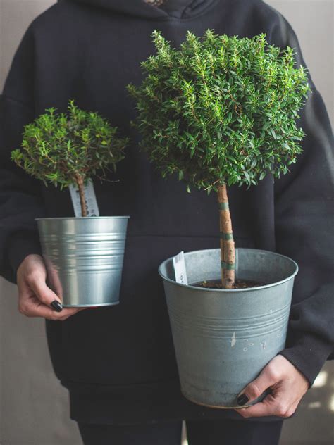 Мирт обыкновенный - Botanic Craft | Цветы и растения в Хабаровске