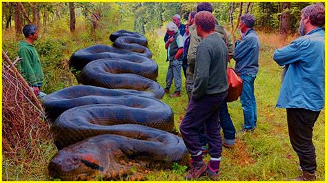 This Anaconda Terrifies The Amazon River For decade! Terrifying Facts ...