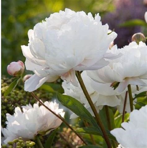 Пион Duchesse de Nemours купить недорого в Украине ️ цена от интернет ...