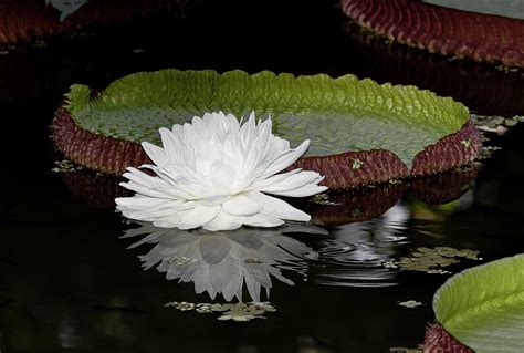 Vitória régia Victoria amazonica Giant waterlily Beautiful pink