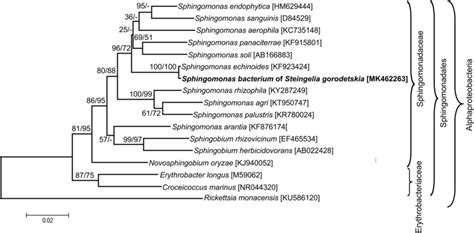 Phylogenetic Tree Based On 16s Rrna Genes Showing The Systematic