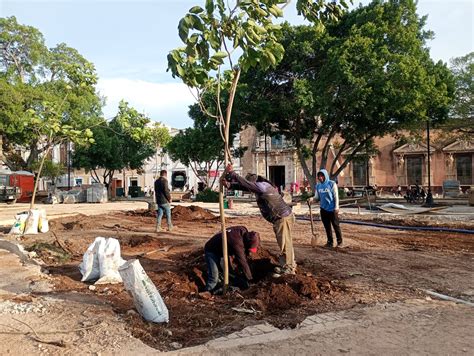 Inicia siembra de árboles en la Plaza Grande de Mérida