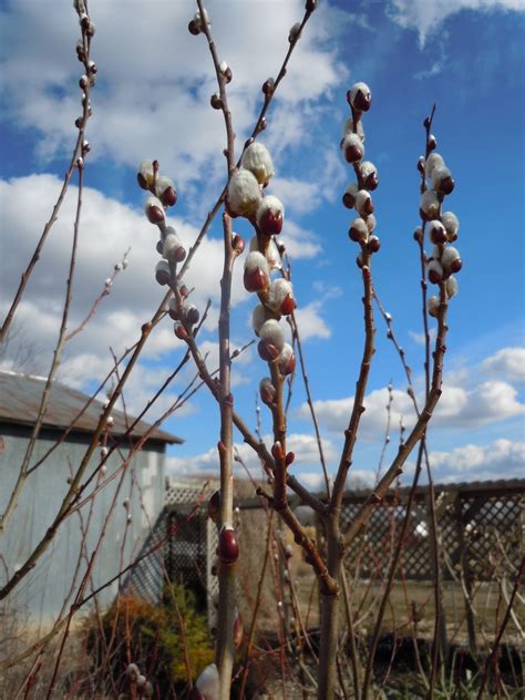 Salix Discolor Pussy Willow Z Heritage Flower Farm