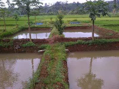 Memadukan Pertanian Lahan Sempit Dan Kolam Ikan