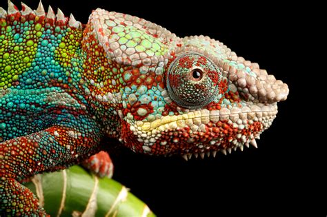 Comment le caméléon change t il de couleur