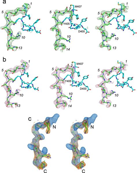 Electron Density Comparison For Different Peptide Ensembles A Fo Fc