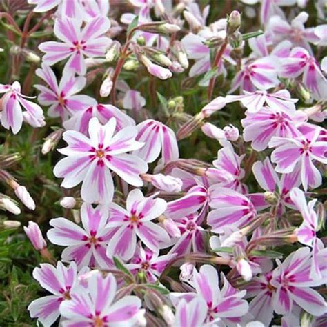 Купить флокс шиловидный Candy Stripes (Кэнди Страйпс) С2-3