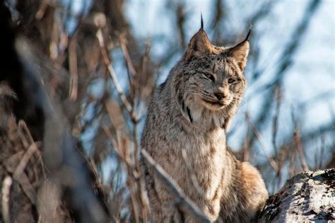 The Co Dow Began Reintroducing Lynx In 1999 Releasing Lynx Captured In