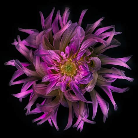 famous floral photographers  yvonne park blog