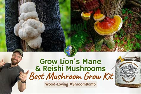 Grow Lion S Mane And Reishi Best Mushroom Grow Kit Curative