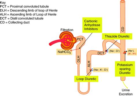 Diuretic Mechanism Of Action Chart