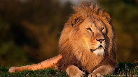 Cool Lion Wallpapers (69+ images)