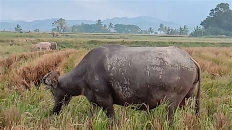 Mengembala Kerbau Di Sawah YouTube