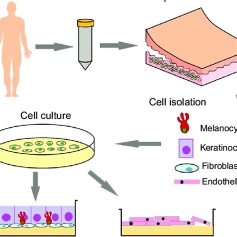 All The Different Types Of Skin Substitutes Commercially Available And