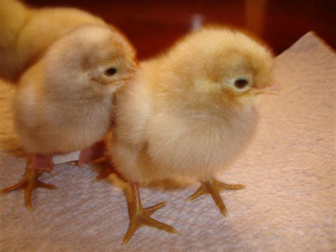 Splayed Leg Advice BackYard Chickens