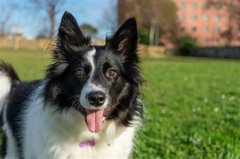 Tu Border Collie Est Mudando Su Pelaje Descubre Cu Nto Tiempo Dura