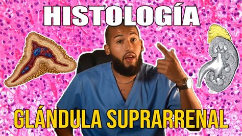 HISTOLOGÍA - Glándula Suprarrenal (CORTEZA, MÉDULA, ZONAS Y HORMONAS) - YouTube