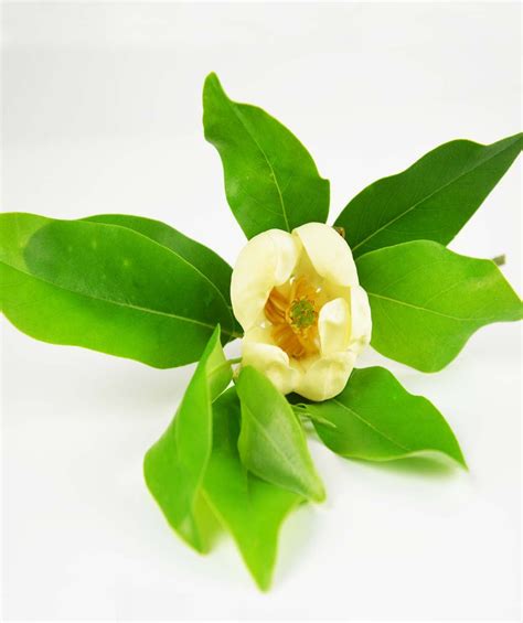 Sweetbay Magnolia Bower And Branch