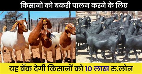 Goat Farming Loan 2023 अब यह बँक देगी किसानों को बकरी पालन करने के लिए