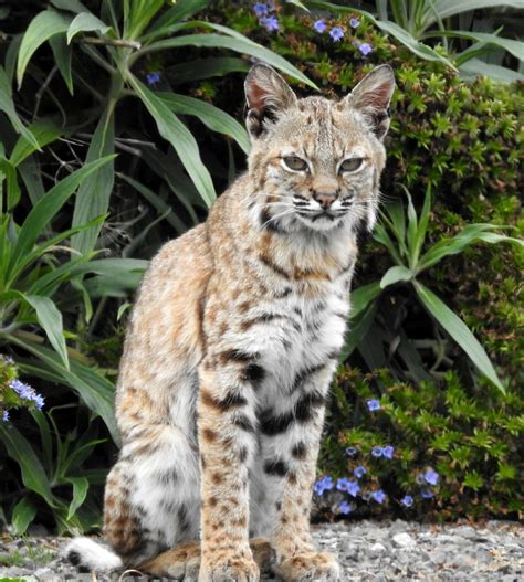 Bobcat Mammals Of Wisconsin · Inaturalist