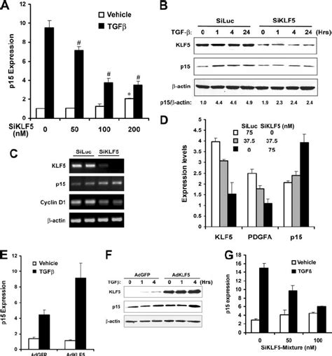 Inhibitory Effect Of Klf On P Expression Is Reversed By Tgf In