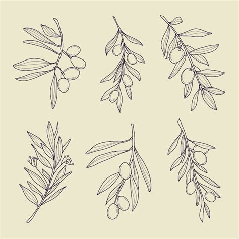 Premium Vector Hand Drawn Olive Branch Outline Illustration